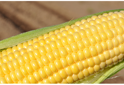 北海道のとうもろこし（2023年北海道真狩村産とうもろこし使用）＜2023年10月から順次発送＞【11104】