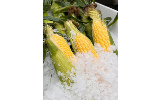 【2026年8月中旬以降順次発送】 氷詰めとうもろこし 恵味 10本 | とうもろこし 野菜 トウモロコシ コーン 北海道 季節の野菜 夏野菜 | ベジタブルワークス株式会社 [BPAD004]