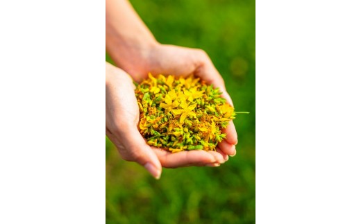 セントジョーンズ・サポートオイル パワー 65ml | マッサージオイル 保湿 スキンケア オーガニック 美容 | 道の駅 真狩フラワーセンター [BPAM012]