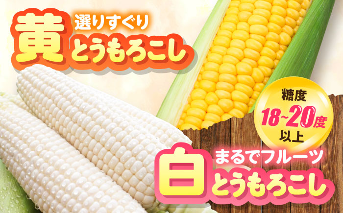 【2026年8月下旬以降順次発送】 白と黄色のとうもろこし 各5kg |  とうもろこし とうきび トウモロコシ コーン 野菜 やさい 北海道 産地直送 |  道の駅 真狩フラワーセンター [BPAM019]