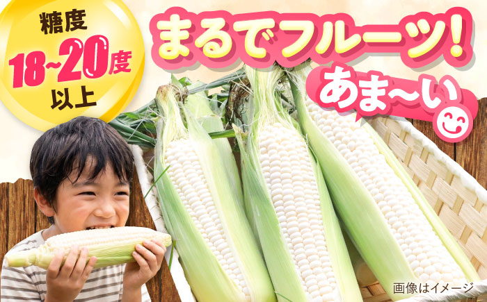 【2026年8月下旬以降順次発送】 とうもろこし 白（白）5kg  |  とうもろこし とうきび トウモロコシ コーン 野菜 やさい 北海道 産地直送 |  道の駅 真狩フラワーセンター [BPAM021]