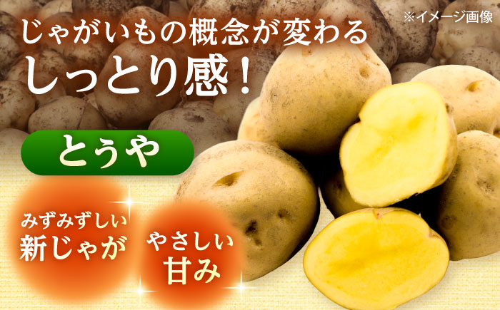 【2026年10月上旬以降順次発送】 じゃがいも とうや 10kg  |  じゃがいも とうや 野菜 やさい 北海道 産地直送 |  道の駅 真狩フラワーセンター [BPAM023]