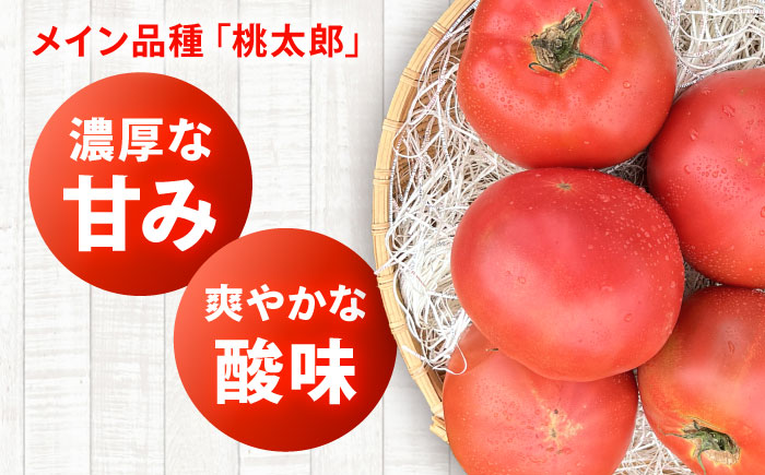 【2026年7月中旬以降順次発送】 トマト 4kg | 野菜 トマト とまと やさい 北海道 産地直送 | 道の駅 真狩フラワーセンター [BPAM078]