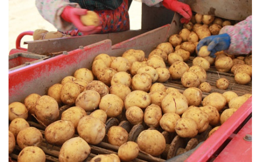 【新じゃが】太陽の光をたっぷりと浴びた　北海道真狩村産じゃがいも・とうや 5kg【2025年産】【0113701】