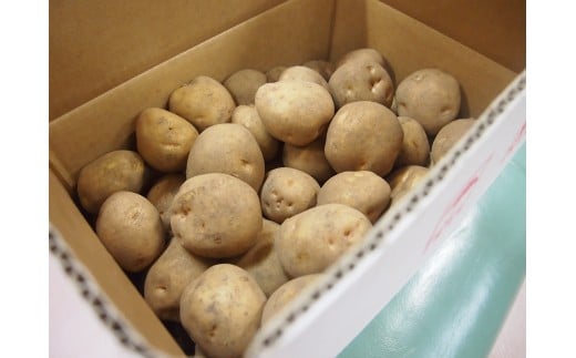 甘くてホクホク！太陽の光をたっぷりと浴びた　北海道真狩村産じゃがいも　男爵「まっかりじゃが」10kg【2025年産】【0114601】