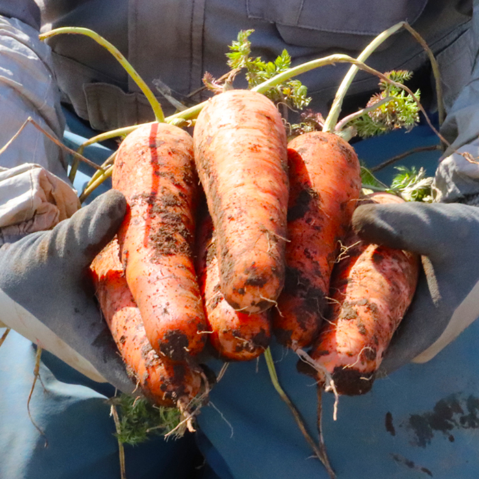 北海道真狩村産　雪の下にんじん約10kgと越冬じゃがいも約5kg Aセット(じゃがいも種類おまかせ)  【2026年春お届け分】【0115102】