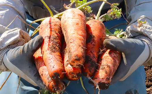 北海道真狩村産　雪の下にんじん約10kgと越冬じゃがいも約5kg Aセット(キタカムイ)  【2026年春お届け分】【0115301】