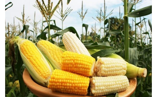 【2026年産】まっかり四季の恵み（ミニ）(アスパラ1kg、とうもろこし5kg、じゃがいも2種×5kg、ゆり根L1kg)【0117701】