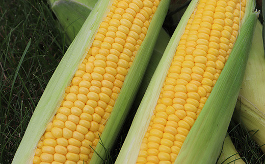 まっかり四季の恵みセット（年4回お届け）【北海道真狩村産のアスパラ、とうもろこし、じゃがいも、ゆり根】<2026年アスパラはじまり>【0117801】