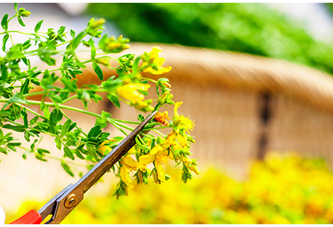 セントジョーンズ・サポートオイル ミニ3本（パワー、リラックス、ピュア各10ml）【01148】