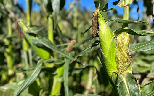 【2026年8月中旬以降順次発送】 氷詰めとうもろこし 恵味 10本 | とうもろこし 野菜 トウモロコシ コーン 北海道 季節の野菜 夏野菜 | ベジタブルワークス株式会社 [BPAD004]