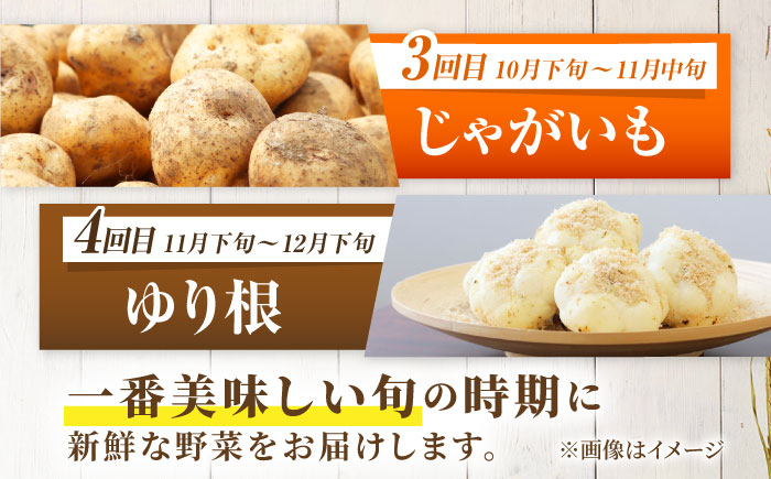 【2026年5月中旬以降順次発送】 【全4回定期便】 まっかり四季の恵みセット | 野菜セット 野菜 詰合せ アスパラ とうもろこし じゃがいも ゆり根 | 道の駅 真狩フラワーセンター [BPAM007]