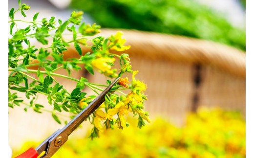 セントジョーンズ・サポートオイル パワー 65ml | マッサージオイル 保湿 スキンケア オーガニック 美容 | 道の駅 真狩フラワーセンター [BPAM012]