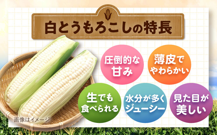 【2026年8月下旬以降順次発送】 白と黄色のとうもろこし 各5kg |  とうもろこし とうきび トウモロコシ コーン 野菜 やさい 北海道 産地直送 |  道の駅 真狩フラワーセンター [BPAM019]