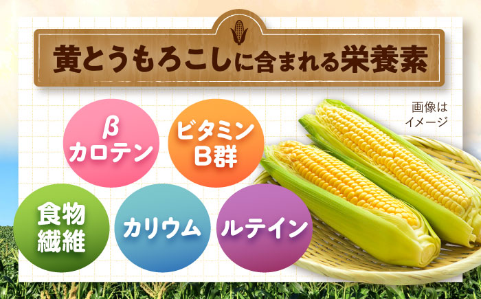 【2026年8月下旬以降順次発送】 とうもろこし（黄）5kg  |  とうもろこし とうきび トウモロコシ コーン 野菜 やさい 北海道 産地直送 |  道の駅 真狩フラワーセンター [BPAM020]