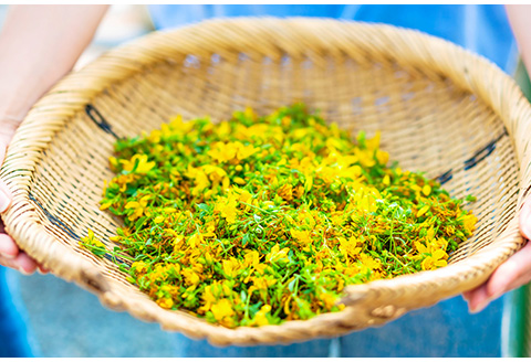 セントジョーンズ サポートオイル（ピュア） 65ml【01149】