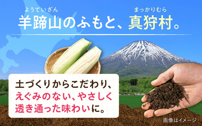 【2026年8月下旬以降順次発送】 とうもろこし 白（白）5kg  |  とうもろこし とうきび トウモロコシ コーン 野菜 やさい 北海道 産地直送 |  道の駅 真狩フラワーセンター [BPAM021]