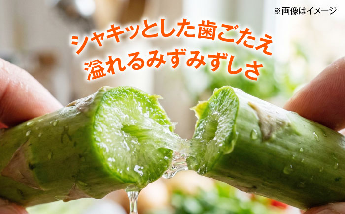 【2026年5月下旬以降順次発送】 グリーンアスパラ 1kg | 野菜 アスパラ アスパラガス やさい 北海道 産地直送 | 道の駅 真狩フラワーセンター [BPAM049]