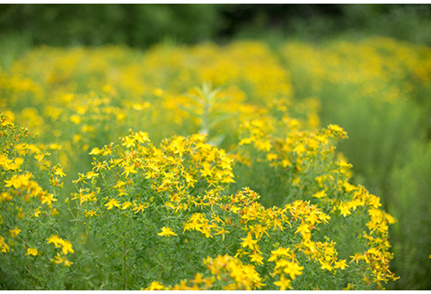セントジョーンズ・サポートオイル ミニ3本（パワー、リラックス、ピュア各10ml）【01148】