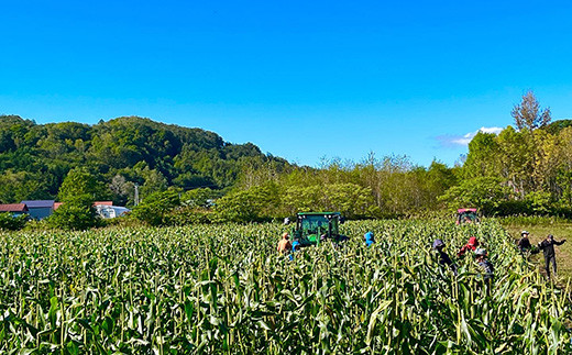 【2026年8月中旬以降順次発送】 氷詰めとうもろこし 恵味 10本 | とうもろこし 野菜 トウモロコシ コーン 北海道 季節の野菜 夏野菜 | ベジタブルワークス株式会社 [BPAD004]