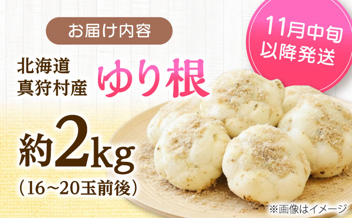 【2026年11月上旬以降発送】 ゆり根 Lサイズ 約2kg | ゆり根 ゆりね 野菜 冬野菜 産地直送 北海道 | 道の駅 真狩フラワーセンター [BPAM002]