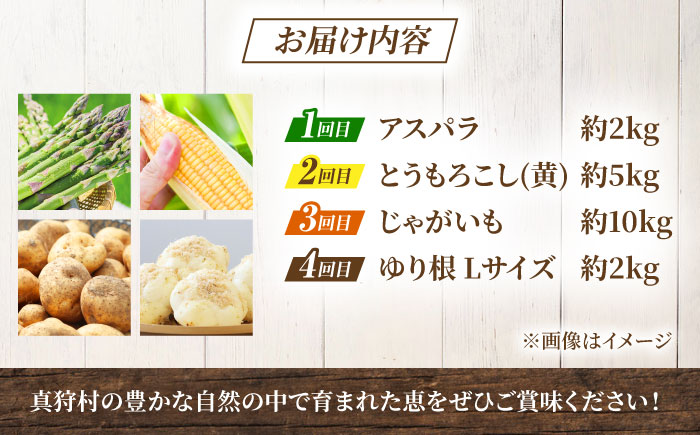 【2026年5月中旬以降順次発送】 【全4回定期便】 まっかり四季の恵みセット | 野菜セット 野菜 詰合せ アスパラ とうもろこし じゃがいも ゆり根 | 道の駅 真狩フラワーセンター [BPAM007]