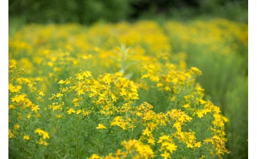 セントジョーンズ・サポートオイル リラックス 65ml | マッサージオイル 保湿 スキンケア オーガニック 美容 | 道の駅 真狩フラワーセンター [BPAM013]