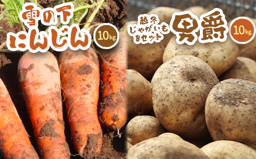 北海道真狩村産　雪の下にんじん約10kgと越冬じゃがいも約10Kg Bセット(男爵)   【2026年春お届け分】【0115601】