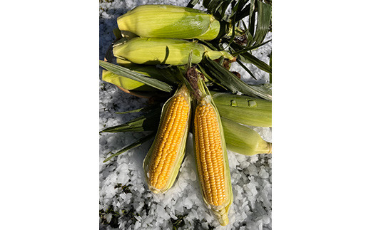 【2026年8月中旬以降順次発送】 氷詰めとうもろこし 恵味 10本 | とうもろこし 野菜 トウモロコシ コーン 北海道 季節の野菜 夏野菜 | ベジタブルワークス株式会社 [BPAD004]