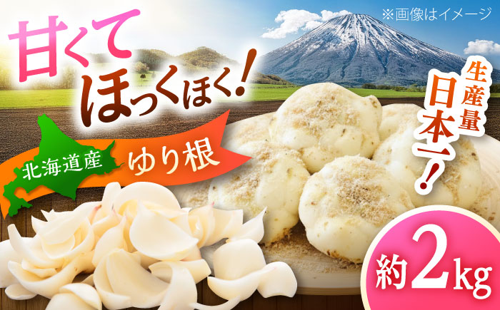 【2026年11月上旬以降発送】 ゆり根 Lサイズ 約2kg | ゆり根 ゆりね 野菜 冬野菜 産地直送 北海道 | 道の駅 真狩フラワーセンター [BPAM002]