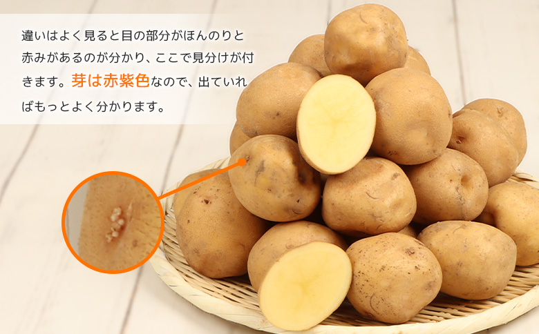 【先行予約】（生産者直送）氷温熟成VIP（キタアカリ）5kg【1200101】