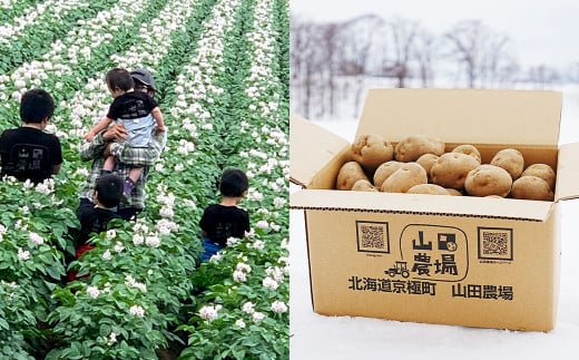 北海道産 じゃがいも 男爵 M～2Lサイズ混載 約5kg 1箱 山田農場 ジャガイモ 芋 いも イモ 国産 【2025年9月下旬-2026年3月上旬迄発送予定】