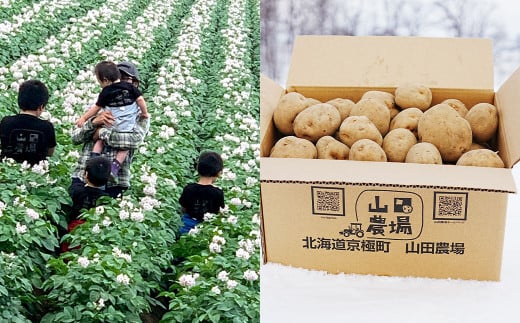 北海道産 じゃがいも キタアカリ M～2Lサイズ混載 約5kg 1箱 山田農場 ジャガイモ 芋 いも イモ 国産 【2025年9月下旬-2026年3月上旬迄発送予定】
