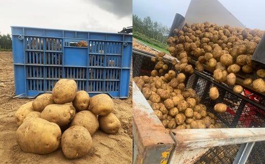 北海道産 じゃがいも 男爵 キタアカリ 食べ比べセット M～2Lサイズ混載 各約10kg 合計約20kg 2箱 山田農場 ジャガイモ 芋 いも イモ 食べ比べ 食べくらべ セット 国産 【2026年9月下旬-2027年1月上旬迄発送予定】