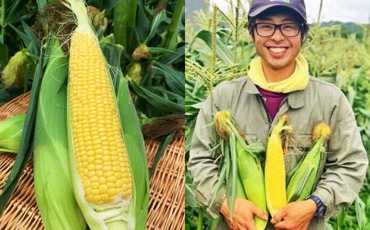 北海道産 とうもろこし 恵味 2Lサイズ 11本 約4kg 1箱 国産 トウモロコシ 冷蔵 【2026年8月上旬-8月下旬迄発送予定】