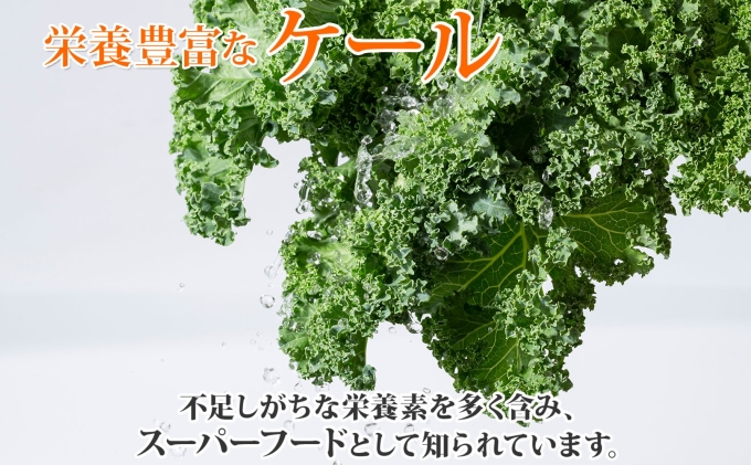 北海道産 旬の有機栽培野菜 ケール 1kg 有機栽培 オーガニック オーガニック野菜 有機野菜 有機jas認証 西洋野菜 ケール 生葉 青汁 スムージー 緑黄色野菜 新鮮 お取り寄せ