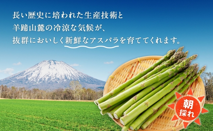 【 2025年発送 】先行予約  北海道 グリーンアスパラガス 約1kg M-L サイズ混合 アスパラガス アスパラ 朝採れ 採れたて 新鮮 野菜 農作物 産直 国産 羊蹄山麓産 JAようてい