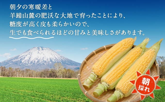 北海道 スイートコーン 味来 約10kg 2Lサイズ 計26本 とうもろこし とうきび コーン 新鮮 採れたて 産直 JAようてい 送料無料 北海道  倶知安町: 倶知安町ANAのふるさと納税