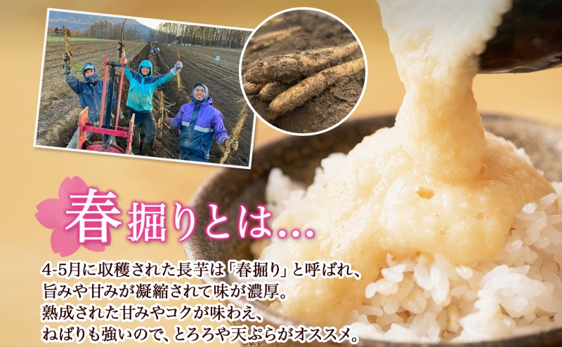 【 2026年 出荷 】 北海道 倶知安町産 長芋 2L×約6本 計5kg 春堀り 芋 ながいも とろろ 新鮮 フレッシュ 野菜 農作物 産直 山芋 麦とろ 山かけ おつまみ グリーンアースファーム 送料無料 北海道 倶知安町 新鮮野菜
