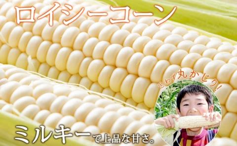 【 2026年 発送 】 北海道産 とうもろこし 2種 計24本 L-2L サイズ混合 味来 ロイシーコーン 食べ比べ セット 旬 朝採り 新鮮 トウモロコシ とうきび お取り寄せ 産地直送 野菜 しりべしや 送料無料