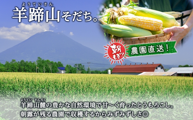 【 2026年 発送 】 北海道産 とうもろこし 味来 計24本 L-2L サ