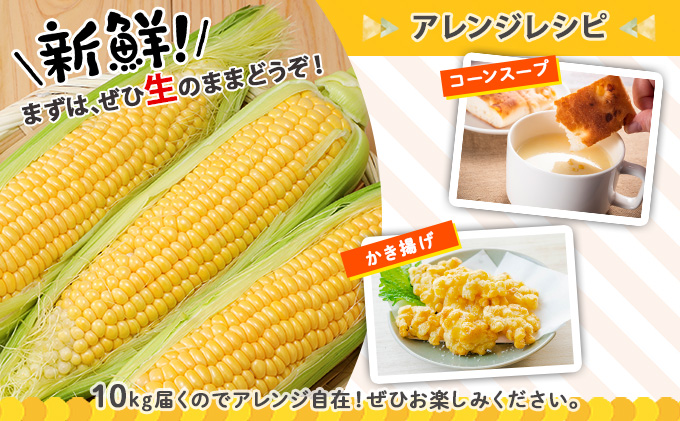 【 2025年 発送 】 先行予約 北海道産 とうもろこし サニーショコラ 計18～20本 10kg前後 L-LL 旬 スイート コーン イエロー トウモロコシ お取り寄せ 産地直送 野菜 とうきび