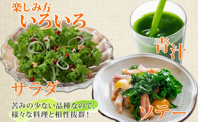 北海道産 旬の有機栽培野菜 ケール 1kg 有機栽培 オーガニック オーガニック野菜 有機野菜 有機jas認証 西洋野菜 ケール 生葉 青汁 スムージー 緑黄色野菜 新鮮 お取り寄せ