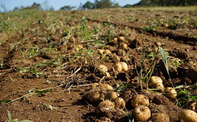 北海道産 新じゃが 有機 キタアカリ 10kg オーガニック 旬 きたあかり 北あかり じゃがいも ジャガイモ 芋 いも お取り寄せ 産地直送 野菜 農作物 送料無料 北海道 倶知安町