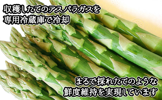 【2026年発送】 アスパラガス 北海道 グリーン 1kg セット Lサイズ 春 限定 旬 朝採り 新鮮 野菜 アスパラ ギフト gift 産地直送 産直 お取り寄せ 詰め合わせ 送料無料