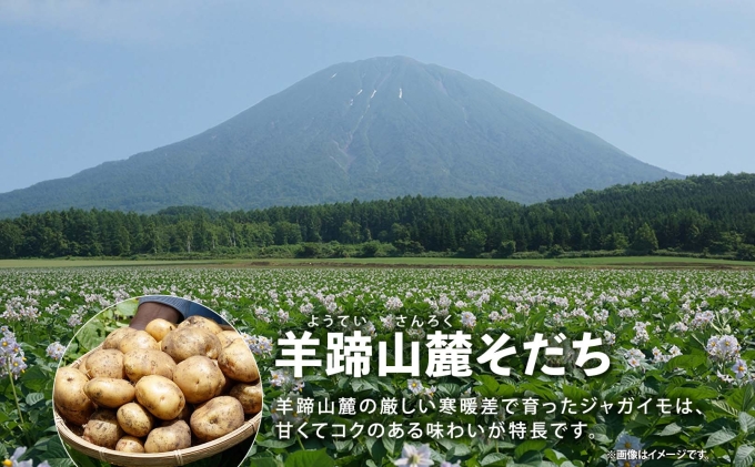 北海道産 じゃがいも とうや Lサイズ 10kg 馬鈴薯 黄爵 ジャガイモ ポテト 芋 いも 旬 イモ 野菜 農作物 産地直送 産直 常温 北海道 お取り寄せ 送料無料 倶知安町