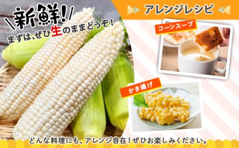 北海道産 とうもろこし 有機 ピュアホワイトコーン 3kg L-LL オーガニック 旬 白い スイート コーン トウモロコシ お取り寄せ 産地直送 野菜 とうきび 送料無料 北海道 倶知安町