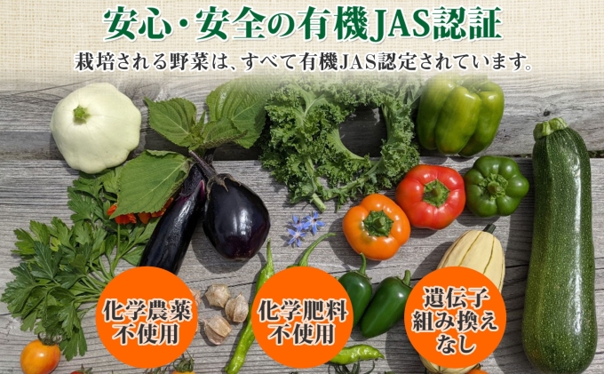 北海道産 旬の有機栽培野菜 かぼちゃ 3.5kg ミニバターナッツ デリカタ ロロン 有機栽培 オーガニック 有機野菜 有機jas認証 西洋野菜 新鮮 お取り寄せ 送料無料 ニセコ