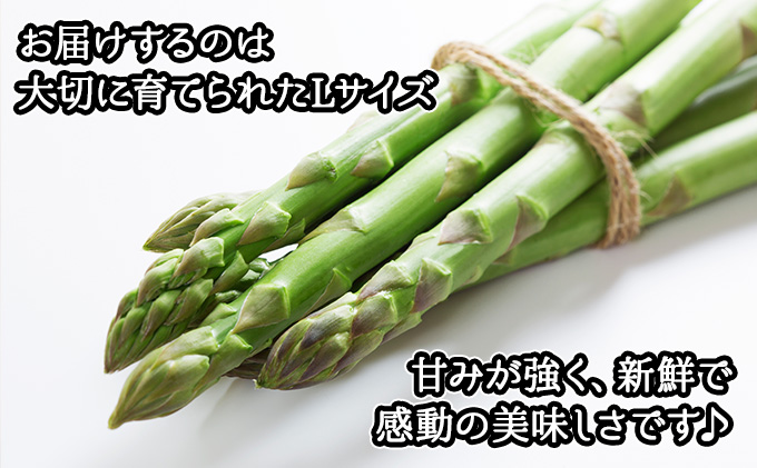 【2026年発送】 アスパラガス 北海道 グリーン 1kg セット Lサイズ 春 限定 旬 朝採り 新鮮 野菜 アスパラ ギフト gift 産地直送 産直 お取り寄せ 詰め合わせ 送料無料