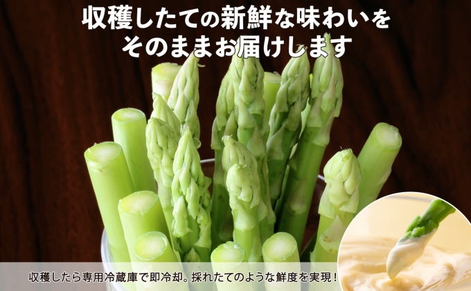 【2026年発送】 北海道 アスパラガス グリーン 1kg セット Mサイズ 春 限定 旬 朝採り 新鮮 野菜 アスパラ ギフト gift 産地直送 産直 お取り寄せ 詰め合わせ 送料無料 倶知安町